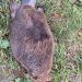Un castor lovit mortal de mașină, descoperit între Ciuperceni și Botiz