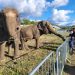 🐘 Zoo Park ajunge la Satu Mare: singurul loc din România unde copiii pot hrăni un elefant