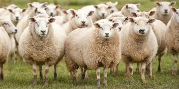 Au furat 16 oi acum un an. Polițiștii din Strâmtura i-au identificat pe cei doi hoți