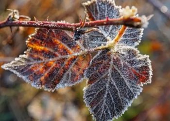 20 octombrie, frig și îngheț la sol în Maramureș