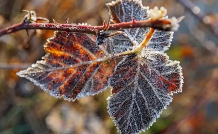 20 octombrie, frig și îngheț la sol în Maramureș
