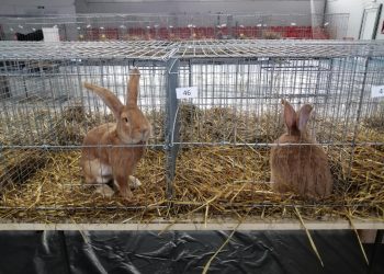 Modificare dispusă de UE: fermierii nu vor mai avea voie să țină animalele în cuști