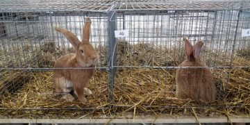 Modificare dispusă de UE: fermierii nu vor mai avea voie să țină animalele în cuști