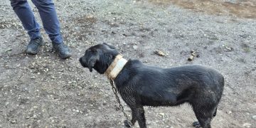 Câine salvat de polițiști după ce proprietarul recidivist a devenit violent în timpul verificărilor