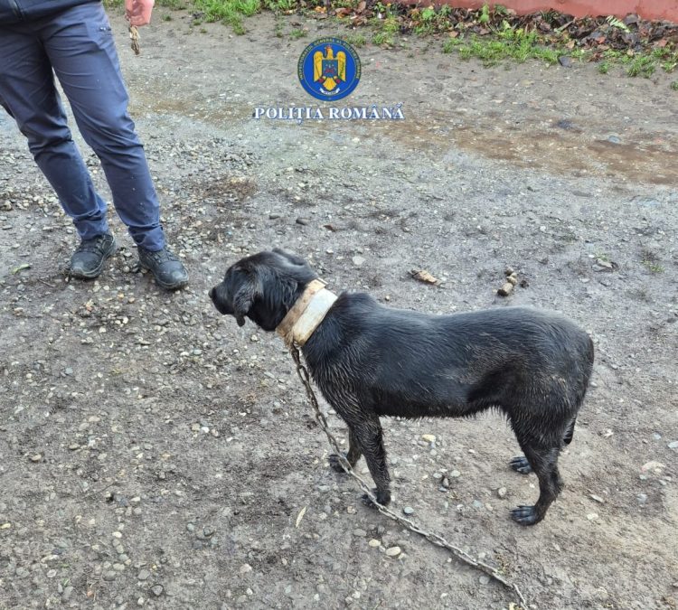 Câine salvat de polițiști după ce proprietarul recidivist a devenit violent în timpul verificărilor