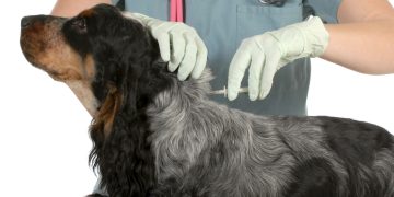 Program gratuit de sterilizare și microcipare a câinilor în Sighetu Marmației. Înscrierile se fac pe principiul „primul venit, primul servit”