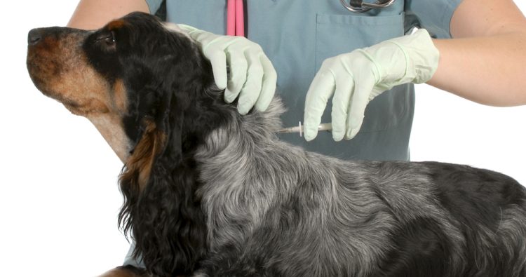 Program gratuit de sterilizare și microcipare a câinilor în Sighetu Marmației. Înscrierile se fac pe principiul „primul venit, primul servit”