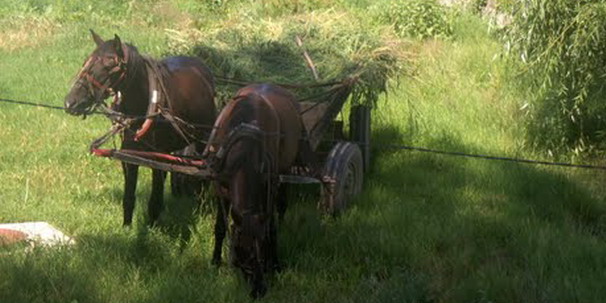 Prinsi în flagrant cu atelajul plin de lucernă. Prejudiciul a fost recuperat de polițiștii lăpușeni