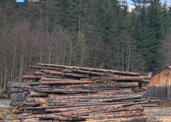 Operațiunea „JUPITER” continuă în Maramureș. Doi administratori reținuți și prejudiciu de peste 90.000 de lei în urma tăierilor ilegale de arbori
