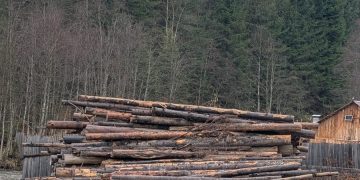 Operațiunea „JUPITER” continuă în Maramureș. Doi administratori reținuți și prejudiciu de peste 90.000 de lei în urma tăierilor ilegale de arbori