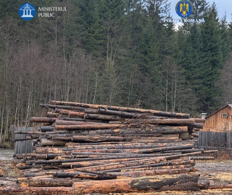 Operațiunea „JUPITER” continuă în Maramureș. Doi administratori reținuți și prejudiciu de peste 90.000 de lei în urma tăierilor ilegale de arbori