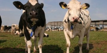 Târgul de animale din Ocna Șugatag își redeschide porțile pentru crescători și iubitori de animale