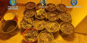 Rețea de trafic de droguri destructurată în Maramureș. Trei persoane reținute, droguri, arme și sume mari de bani confiscate – galerie foto