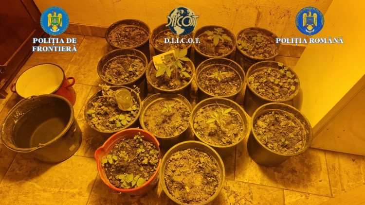 Rețea de trafic de droguri destructurată în Maramureș. Trei persoane reținute, droguri, arme și sume mari de bani confiscate – galerie foto