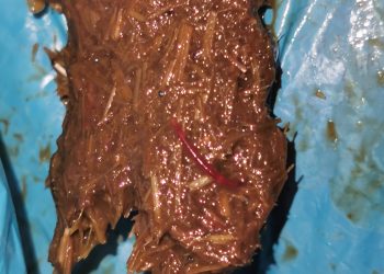 ALERTĂ ÎN PARCUL MARE DIN BAIA MARE: SUBSTANȚĂ SUSPECTĂ, POSIBIL TOXICĂ, GĂSITĂ ÎN ZONA FRECVENATĂ DE CÂINI