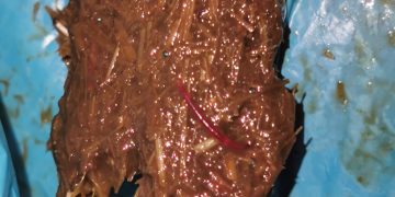 ALERTĂ ÎN PARCUL MARE DIN BAIA MARE: SUBSTANȚĂ SUSPECTĂ, POSIBIL TOXICĂ, GĂSITĂ ÎN ZONA FRECVENATĂ DE CÂINI