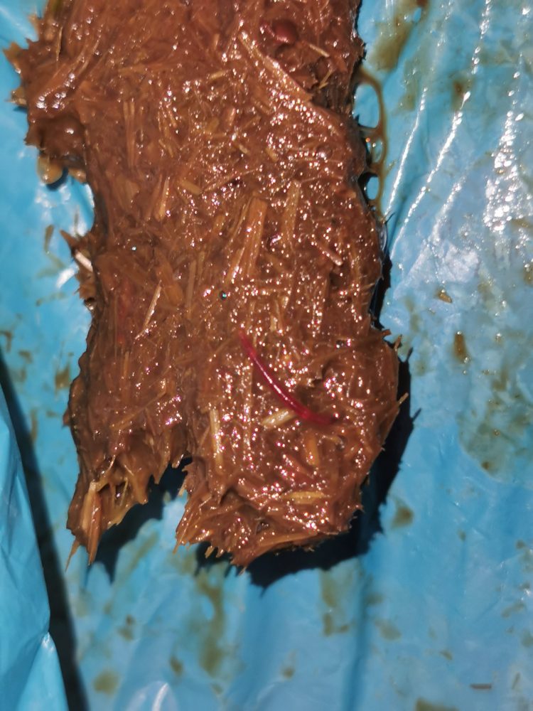 ALERTĂ ÎN PARCUL MARE DIN BAIA MARE: SUBSTANȚĂ SUSPECTĂ, POSIBIL TOXICĂ, GĂSITĂ ÎN ZONA FRECVENATĂ DE CÂINI