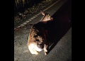 Căprioară lovită pe Pasul Gutâi. Reacție dură după ce animalul a fost lăsat pe marginea drumului