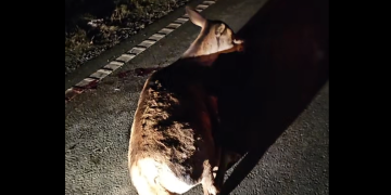 Căprioară lovită pe Pasul Gutâi. Reacție dură după ce animalul a fost lăsat pe marginea drumului