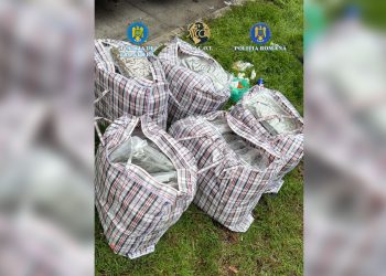 VIDEO: Cu drogurile în „paporniță”. La „inventar” au ieșit  37 de kilograme de canabis