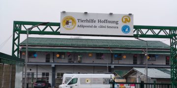 Smeura, „orașul câinilor”: Cel mai mare adăpost din lume pentru animale fără stăpân
