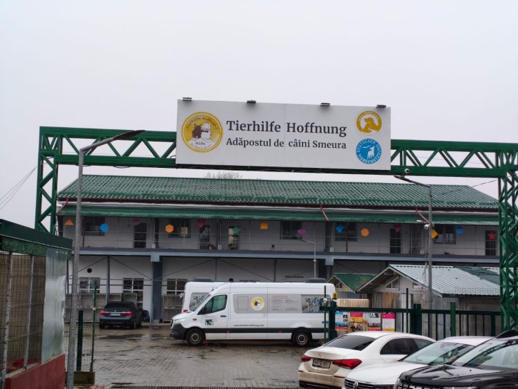 Smeura, „orașul câinilor”: Cel mai mare adăpost din lume pentru animale fără stăpân