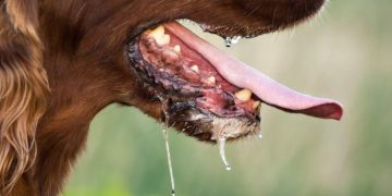 Focar de rabie confirmat în comuna Băiuț. Autoritățile impun măsuri stricte pentru protejarea populației