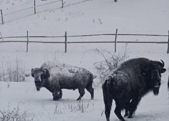 Ce n-a reușit administrativul, a dres-o privatul! După sute de ani, zimbrii au revenit în Maramureș!