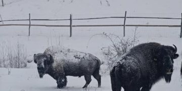 Ce n-a reușit administrativul, a dres-o privatul! După sute de ani, zimbrii au revenit în Maramureș!