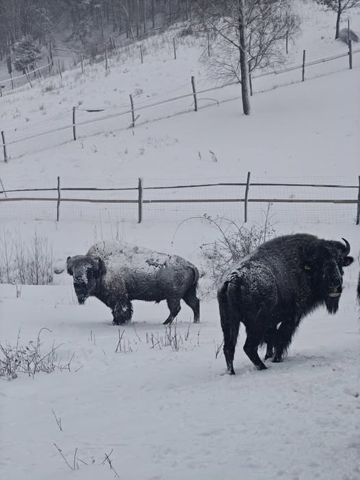 Ce n-a reușit administrativul, a dres-o privatul! După sute de ani, zimbrii au revenit în Maramureș!