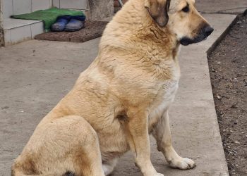 Petardele, pocnitorile și artificiile sperie animalele de companie. Căței pierduți în Maramureș