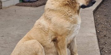 Petardele, pocnitorile și artificiile sperie animalele de companie. Căței pierduți în Maramureș