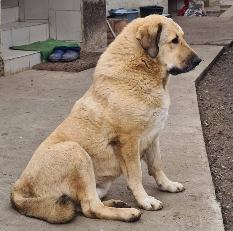 Petardele, pocnitorile și artificiile sperie animalele de companie. Căței pierduți în Maramureș