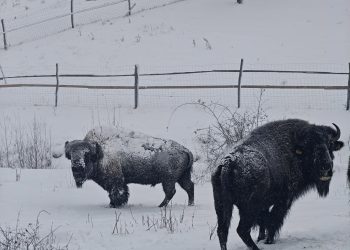 Primii bizoni americani au ajuns în Maramureș: o familie de antreprenori aduce două exemplare la Păstrăvăria Alex din Mara