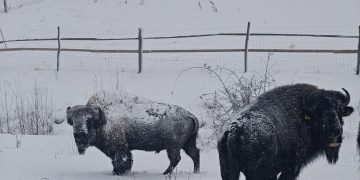 Primii bizoni americani au ajuns în Maramureș: o familie de antreprenori aduce două exemplare la Păstrăvăria Alex din Mara