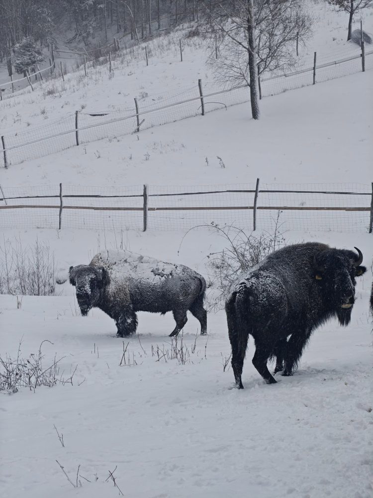Primii bizoni americani au ajuns în Maramureș: o familie de antreprenori aduce două exemplare la Păstrăvăria Alex din Mara