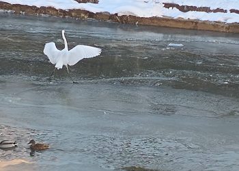 FOTO: Egretele de pe Săsar au devenit „vedete”!