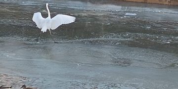 FOTO: Egretele de pe Săsar au devenit „vedete”!