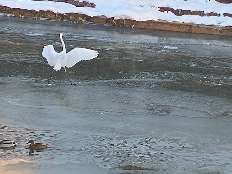 FOTO: Egretele de pe Săsar au devenit „vedete”!