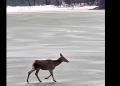 O căprioară surprinsă traversând lacul înghețat Firiza — imagini care par desprinse dintr-o poveste