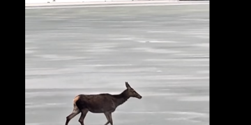 O căprioară surprinsă traversând lacul înghețat Firiza — imagini care par desprinse dintr-o poveste