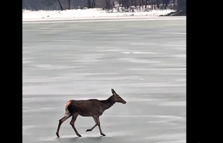 O căprioară surprinsă traversând lacul înghețat Firiza — imagini care par desprinse dintr-o poveste