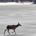 O căprioară surprinsă traversând lacul înghețat Firiza — imagini care par desprinse dintr-o poveste