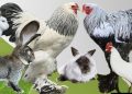Expoziție dedicată crescătorilor de păsări și animale mici, în Baia Mare