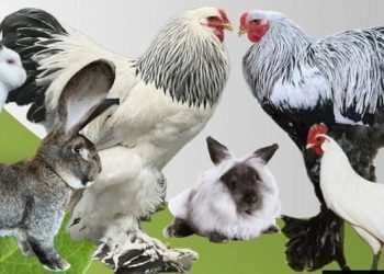 Expoziție dedicată crescătorilor de păsări și animale mici, în Baia Mare