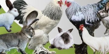 Expoziție dedicată crescătorilor de păsări și animale mici, în Baia Mare