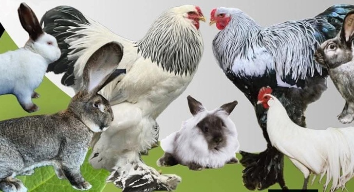 Expoziție dedicată crescătorilor de păsări și animale mici, în Baia Mare