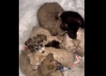 Căței abandonați în frig, pe marginea drumului dintre Poiana Blenchii și Baba. Apel urgent pentru salvare