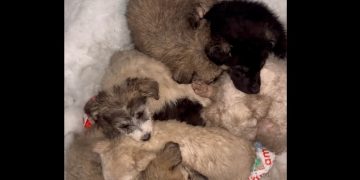 Căței abandonați în frig, pe marginea drumului dintre Poiana Blenchii și Baba. Apel urgent pentru salvare