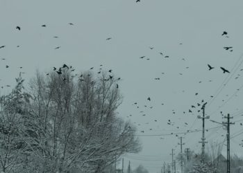 Ciorile își extind teritoriul în jurul municipiului Baia Mare. O problemă ignorată?